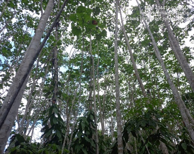 Restauración Ecosistémica